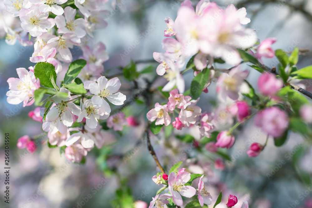 Blossom cherry tree branch. Blurred background. Close up, selective focus.