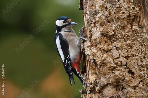 Great-spotted woodpecker