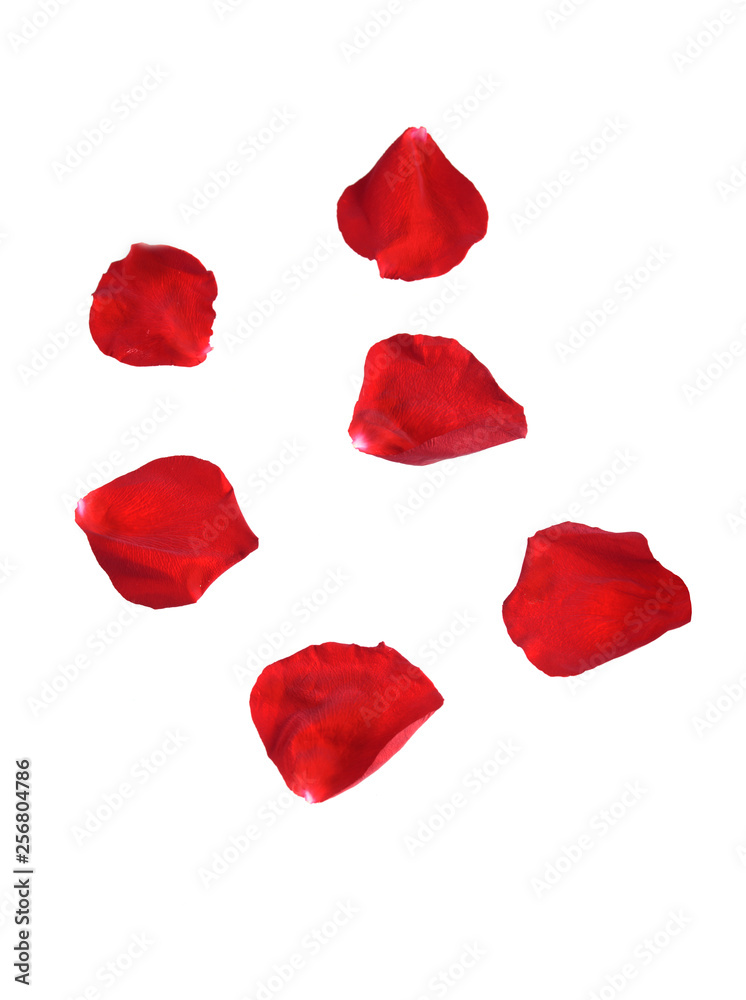 Naklejka premium Random rose petals against white background. Great for presentations, forms and ad print.
