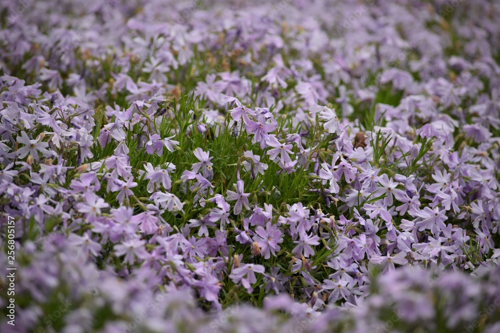 purple flowers in the garden purple flowers in the garden