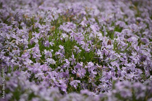 purple flowers in the garden