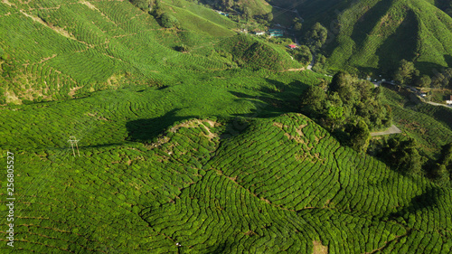 Aerial view of beautiful green landscape of tea plantation in Cameron Highlands