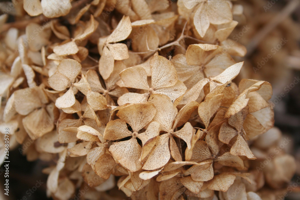 Brown dry Hydrangea flowers background in selective focus
