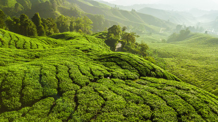Acrylglasbilder Pistache Beautiful green landscape of tea plantation in Cameron Highlands  © Xavier Lorenzo