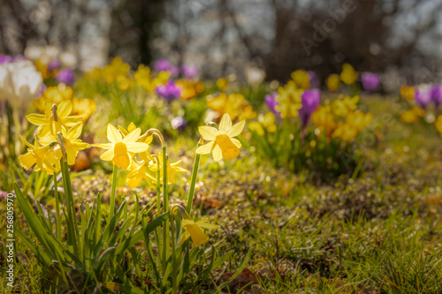 Narzissen auf einer Wiese photo