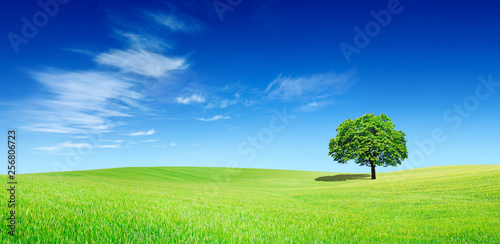 Panoramic idyllic view, lonely tree on green field