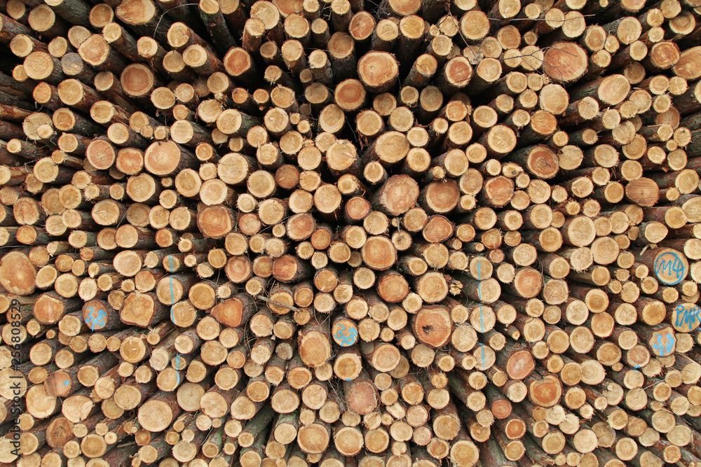 Geschlagene Baumstämme im Wald gestapelt Tanne Fichte Geschlagene Baumstämme im Wald gestapelt Tanne Fichte