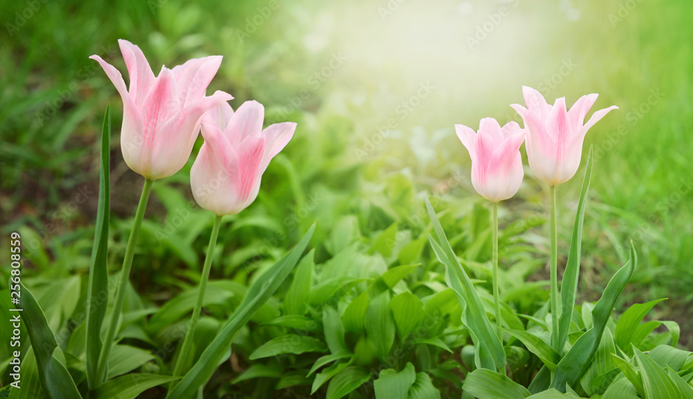 Obraz premium Spring garden. Tulips blooming in spring time. Spring or gardening background.
