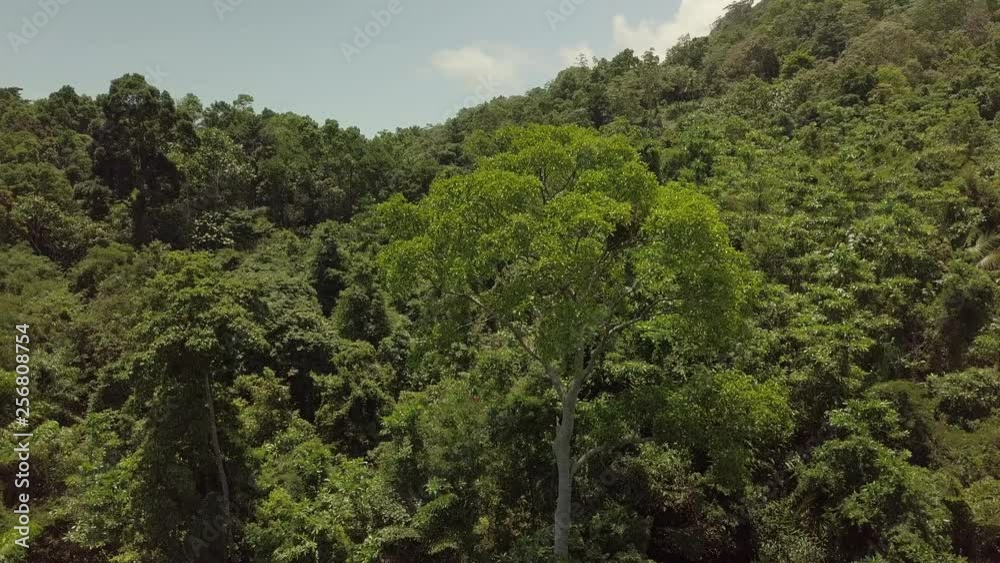 Jungle Tree and Hills - Koh Samui - Thailand Jungle Tree and Hills - Koh Samui - Thailand