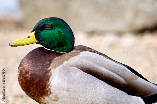 Male Mallard Duck close up