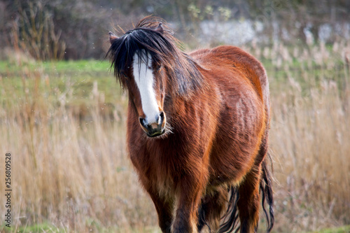Horse in field