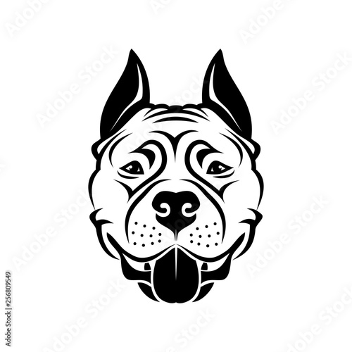 American Staffordshire Terrier dog - isolated