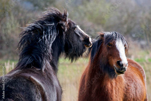 Horse in field