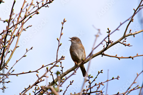 Small brown bird, Dunock 