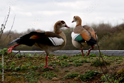 Two Egyptian Geese on a bank