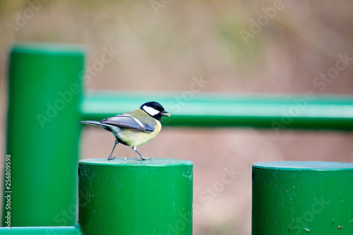 Great Tit, small bird on green post