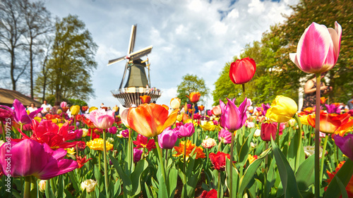 Blooming tulips in the park with a windmill at the background #256809725