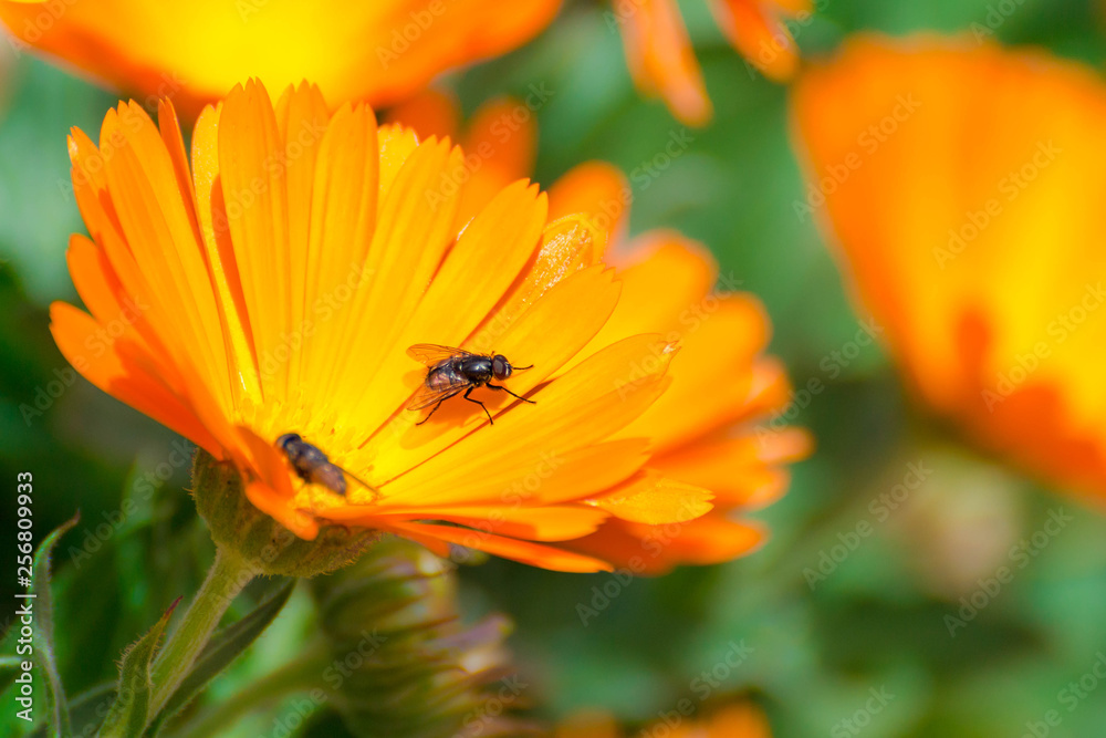 Primer plano de una flor con una mosca Primer plano de una flor con una mosca