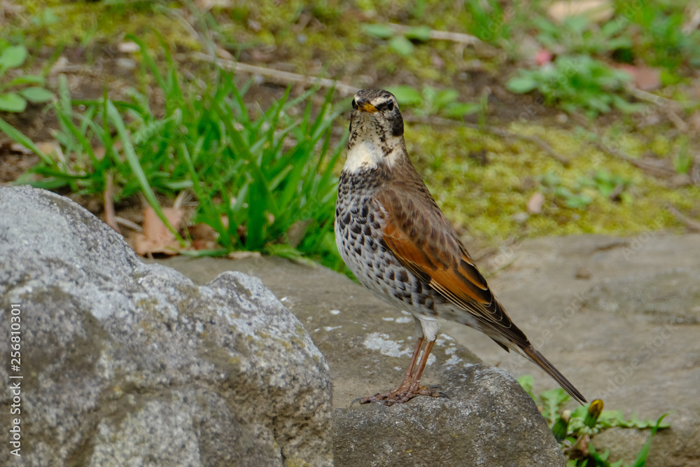 wild bird thrush wild bird thrush