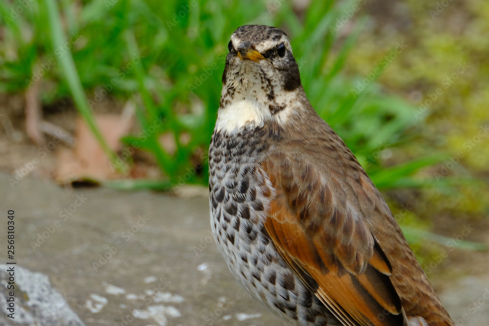 wild bird thrush wild bird thrush