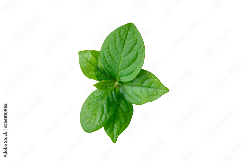 Green persimmon leaves on an isolated white background