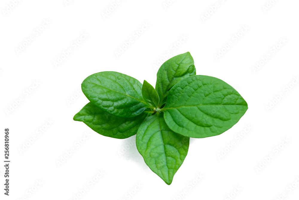 Green persimmon leaves on an isolated white background