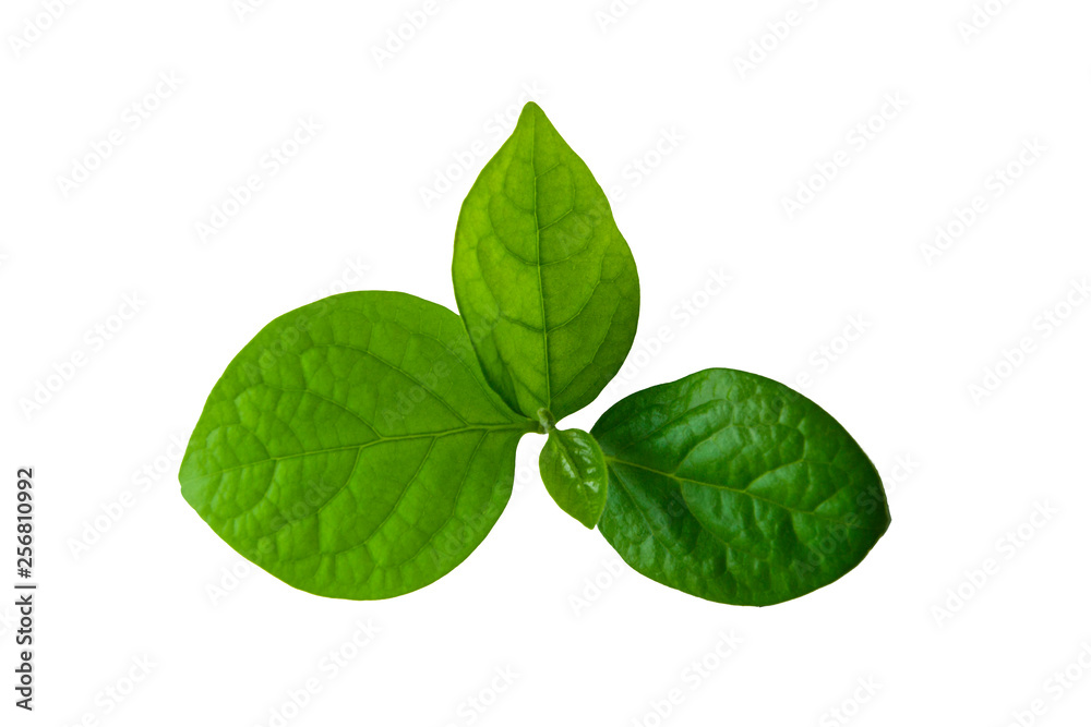 Green persimmon leaves on an isolated white background