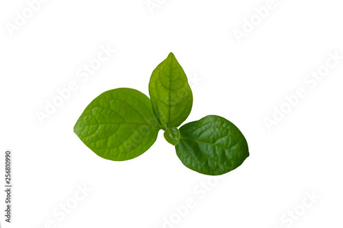Obraz na płótnie Green persimmon leaves on an isolated white background w salonie