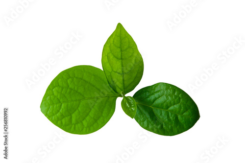 Obraz na płótnie Green persimmon leaves on an isolated white background w salonie