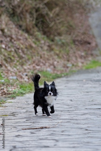 It is a picture of Chihuahuas taking a walk © sido