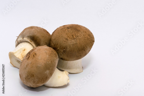 freshly picked mushrooms ready to be washed and cooked