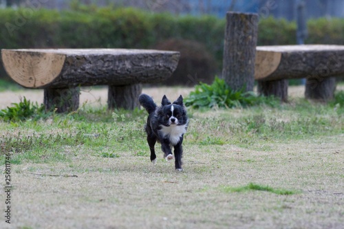 It is a picture of Chihuahuas taking a walk