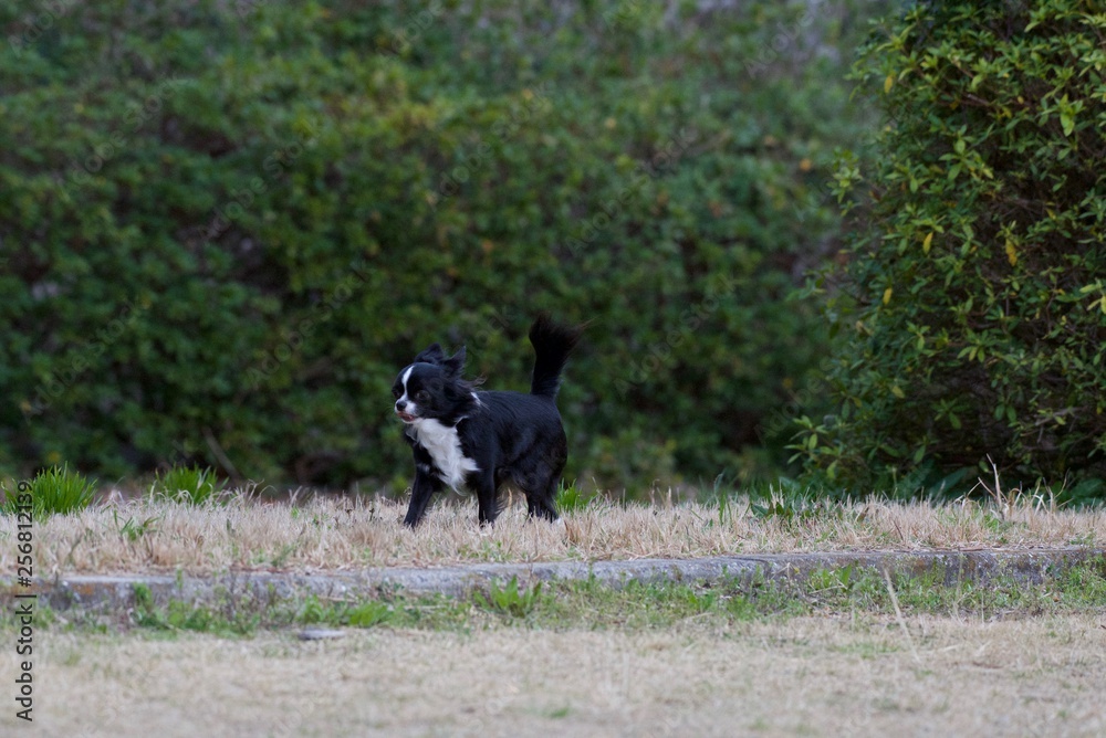 It is a picture of Chihuahuas taking a walk It is a picture of Chihuahuas taking a walk