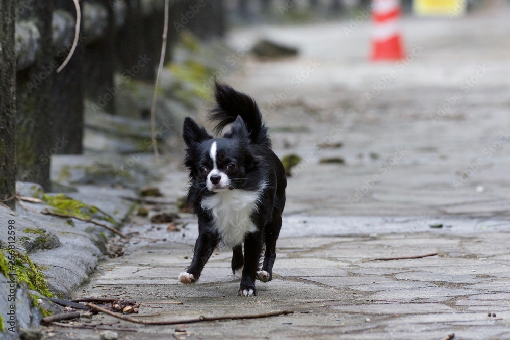 It is a picture of Chihuahuas taking a walk