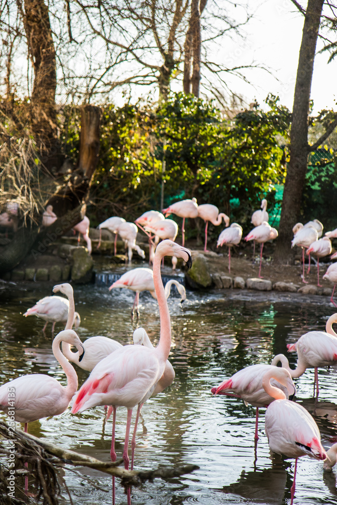 Naklejka premium Flamingos