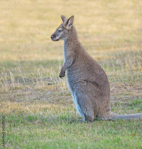 Red-Necked Wallaby