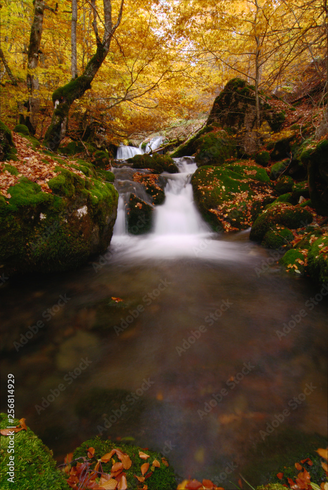 bosque otoñal junto al rio y una pequeña cascada bosque otoñal junto al rio y una pequeña cascada
