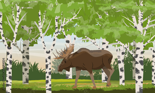 Elk male with big horns in a birch forest. Wild animals of Eurasia and North America. Realistic Vector Landscape