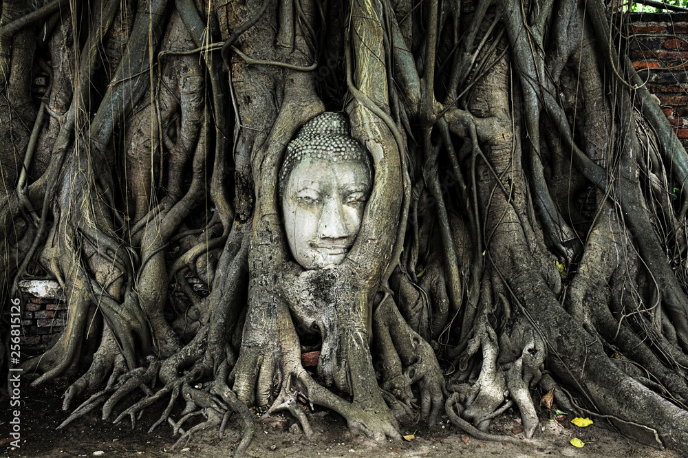 Raices de un arbol atrapan una estatua en Tailandia Raices de un arbol atrapan una estatua en Tailandia