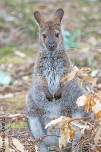 Red-Necked Wallaby © David_Steele