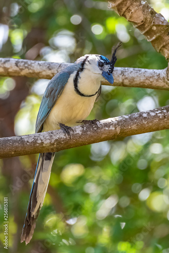     white-throated magpie-jay, Calocitta formosa, exotic bird perched on a branch in Costa Rica 