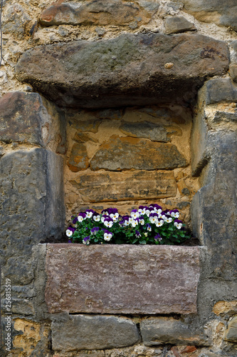 stiefmütterchen in einer mauernische