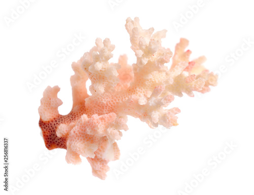 Piece of pink Coral isolated on white background
