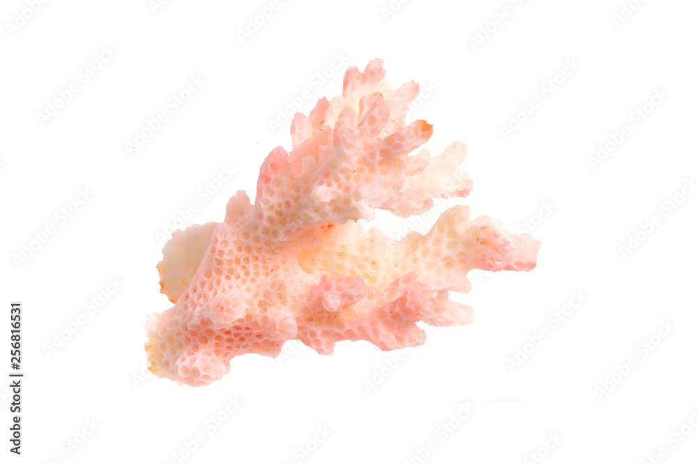Piece of pink Coral isolated on white background. Full dept of field Piece of pink Coral isolated on white background. Full dept of field