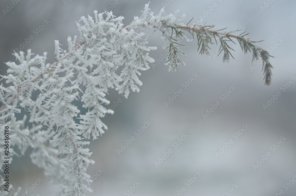 Ice leaves and trees, ice, snow, frost, frost, cold, winter, nature Ice leaves and trees, ice, snow, frost, frost, cold, winter, nature