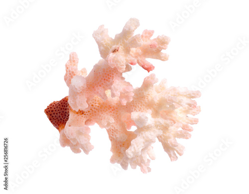 Piece of pink Coral isolated on white background. Full dept of field