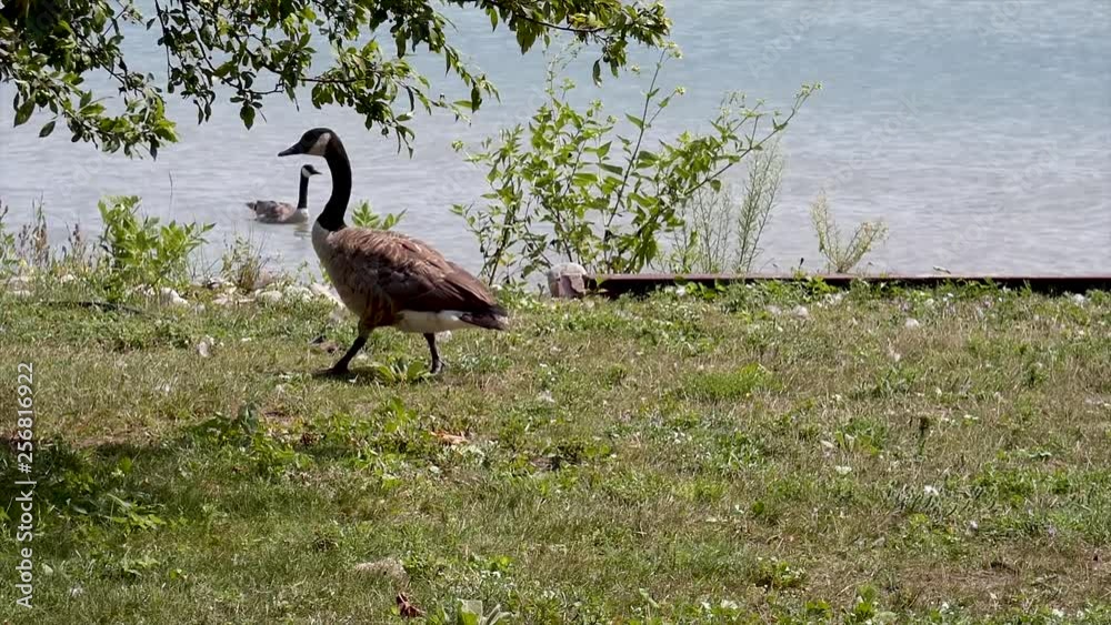 Geese walk by lake as another goose swims. Geese walk by lake as another goose swims.