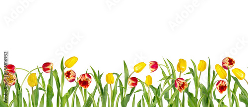 Beautiful red and yellow tulips on long stems with green leaves arranged in seamless row. Isolated on white background. Bright spring flowers