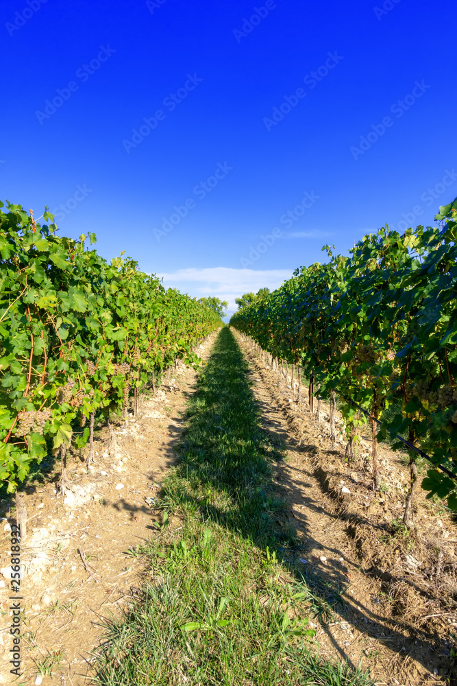typical vineyard in northern Italy Trentino