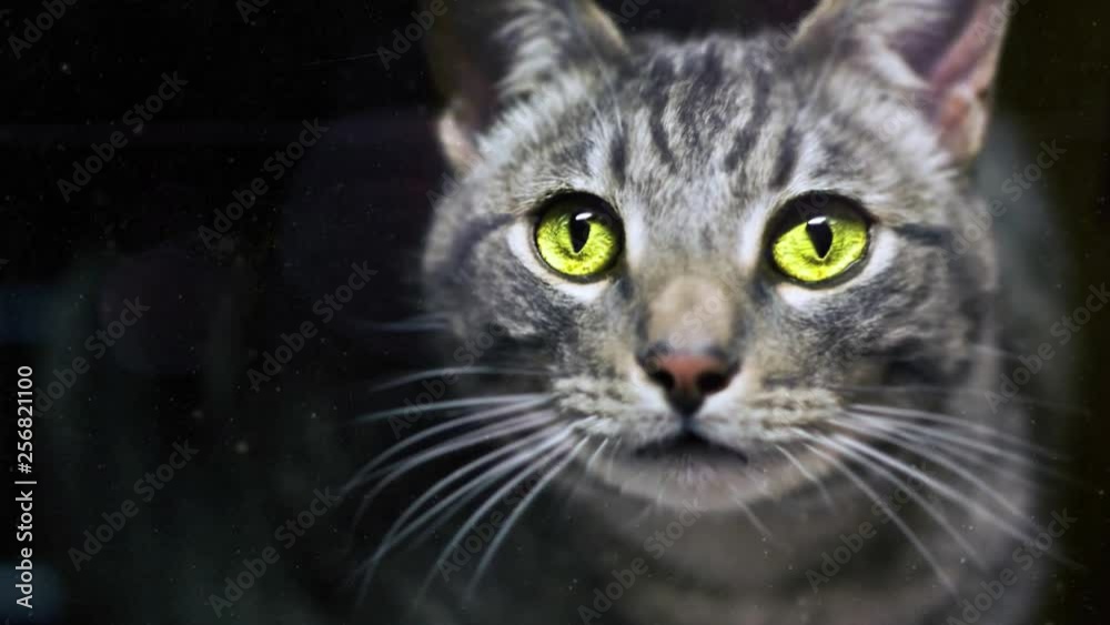 CAT STARING EYES WITH 3D DUST AND 3D ANIMATION EFFECT. CAMERA PANNING LEFT TO RIGHT AND LEFT. CAT STARING EYES WITH 3D DUST AND 3D ANIMATION EFFECT. CAMERA PANNING LEFT TO RIGHT AND LEFT.